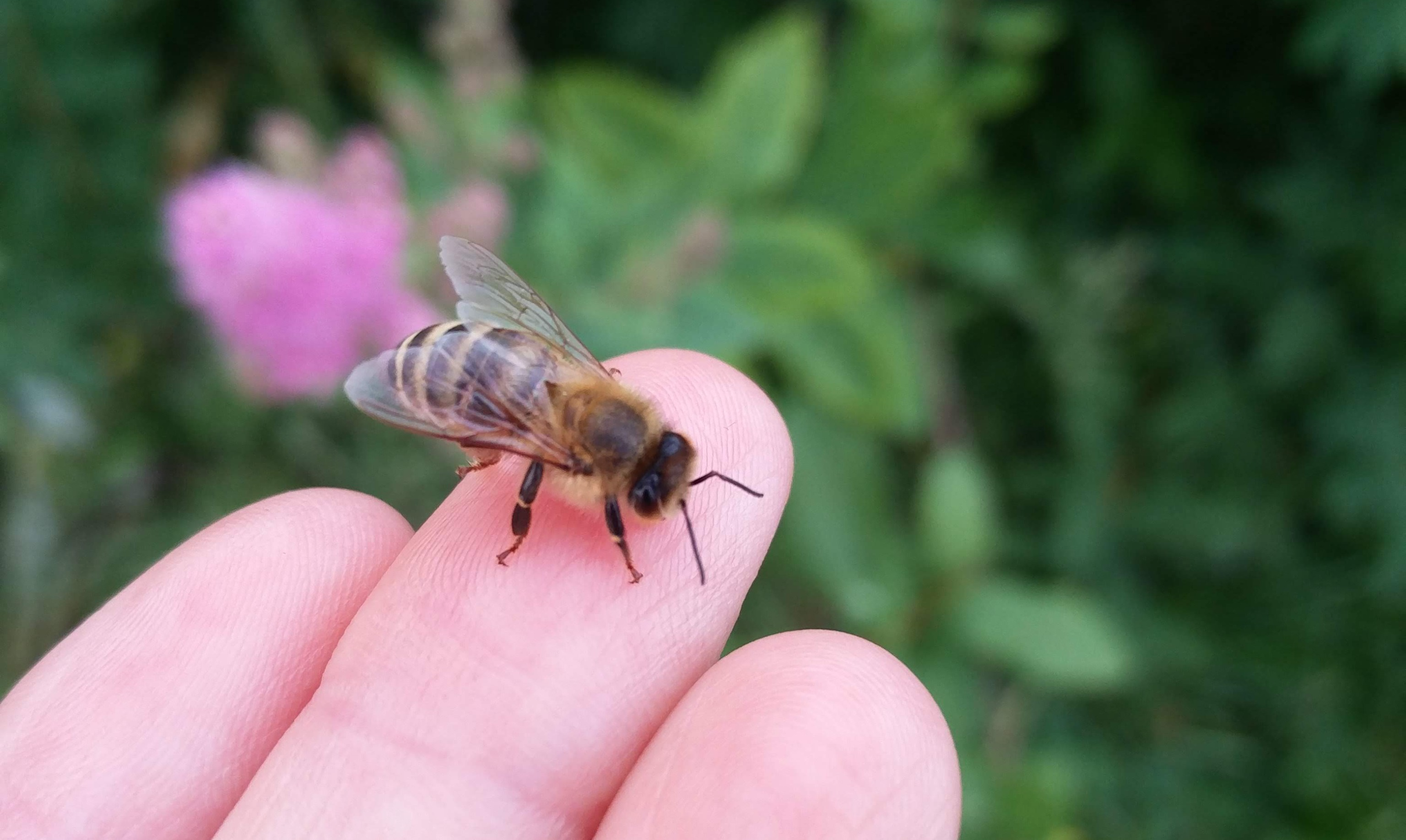 Auf Hand sitzende Biene